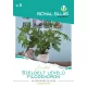 Seed Royal Premium Category 5 Leaf Ornamental/ Filodendron mit gelappten Blättern-Philodendron Selloum