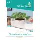 Saatgut Royal Premium Kategorie 5 Blättrige Zierpflanzen/ Mimosa Mimosa-Mimosa Pudica