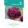 Seed Royal Premium Categoria 6 Decoratiuni/ Bujor negru