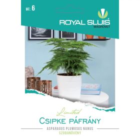   Seed Royal Premium Categoria a 6-a Frunze de plante ornamentale/ Lace Fern-Sparagus Plomosus Nanus
