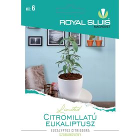   Seed Royal Premium Categoria a 6-a Plantă ornamentală cu frunze/ Eucalipt cu miros de lămâie-Eucaliptus Citreiodora