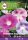 Seed ZKI category 6 Cardinal morning glory