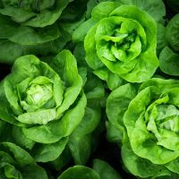 Levélzöldség
